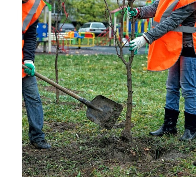 UK Tree Planting Project