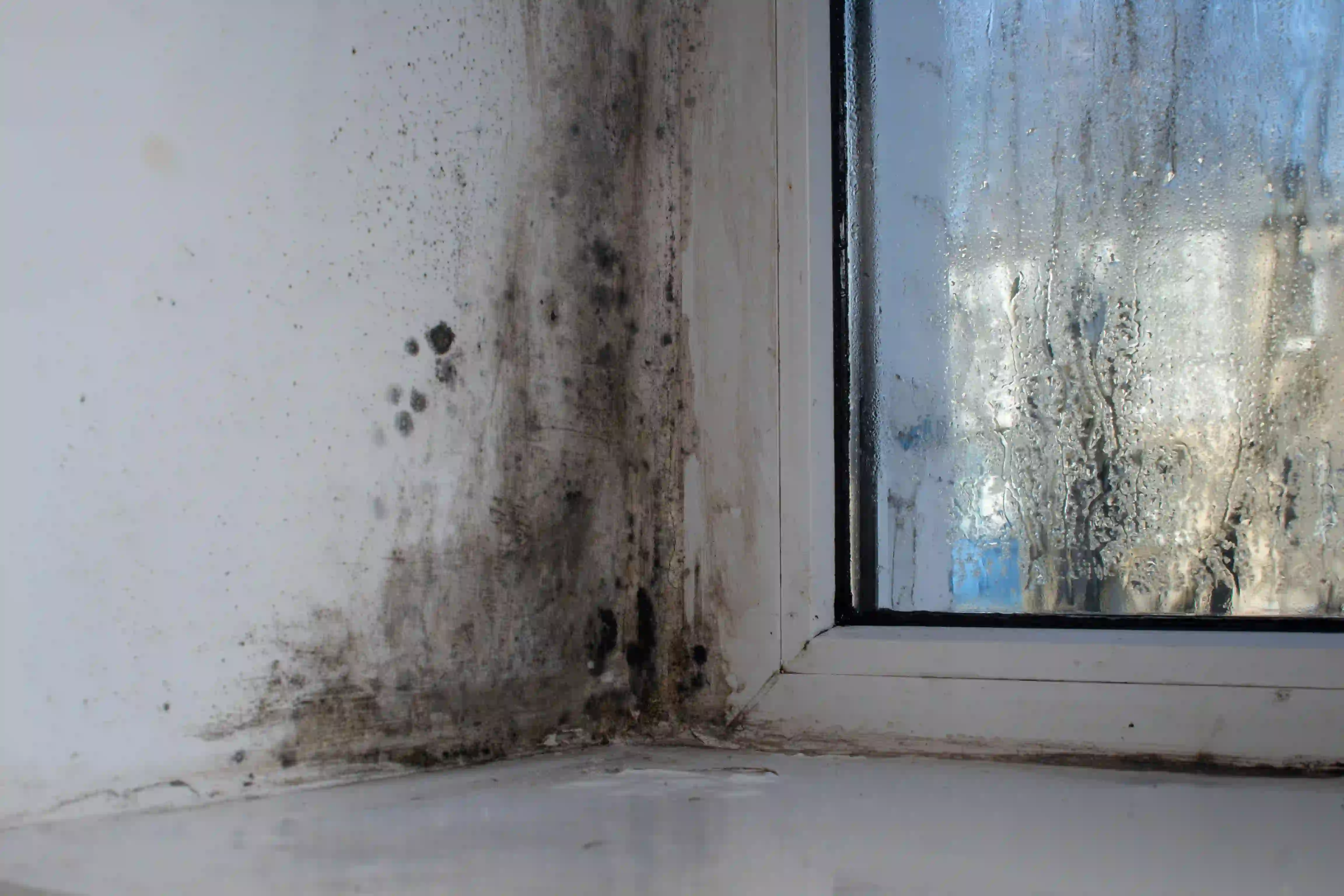 Mold On A Wet Window Due To Humidity 2025 02 12 03 27 25 Utc